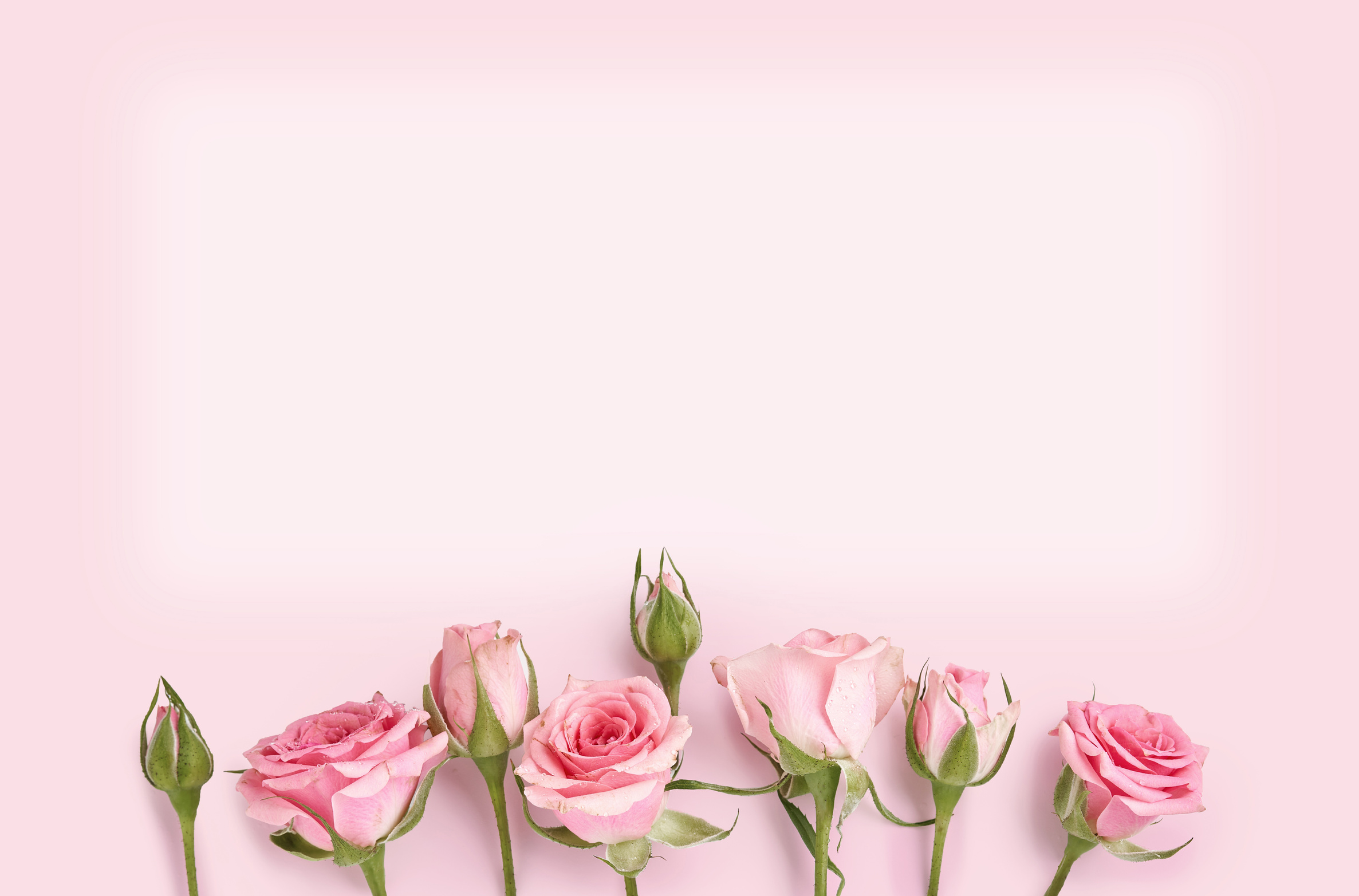 Pink Roses on Light Pink Background