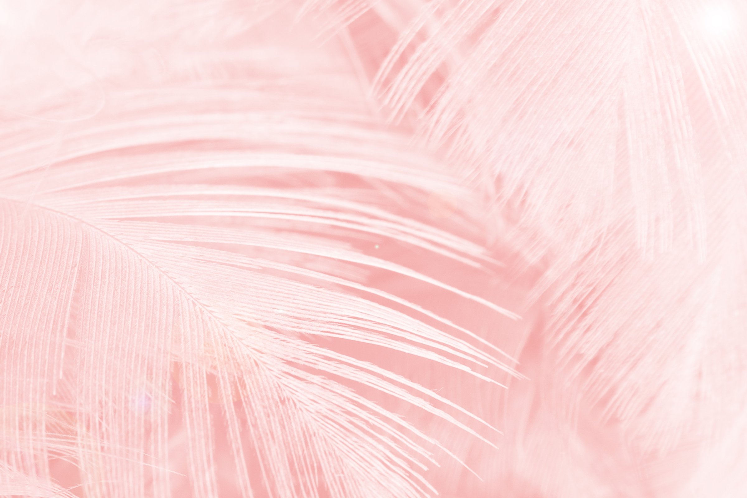 Beautiful light pink feather pattern texture background